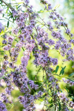 Buddleja alternifolia