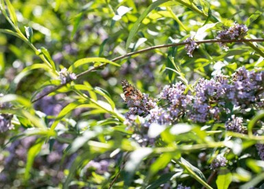 Buddleja alternifolia