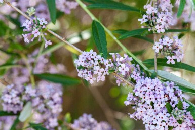 Buddleja alternifolia