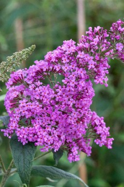 Arbre à papillons Buddleja davidii 'Border Beauty' arbuste Buddleja davidii 'Border Beauty'