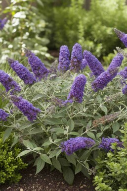Buddleja davidii 'Free Petite Blue Heaven' arbuste