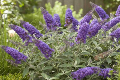 Buddleja davidii 'Free Petite Blue Heaven' arbuste