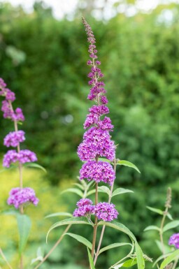 Buddleja davidii 'Ile de France'