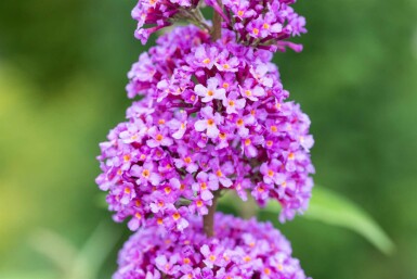 Buddleja davidii 'Ile de France'