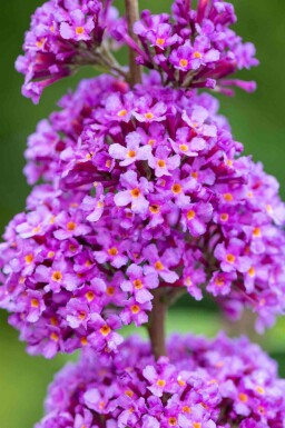 Buddleja davidii 'Ile de France'