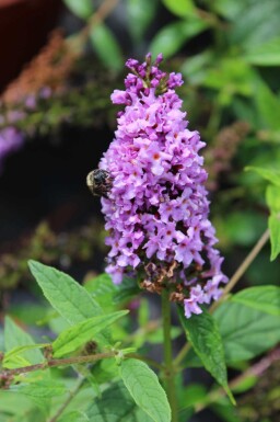 Arbre à papillons Buddleja 'Lilac Chip' arbuste Buddleja 'Lilac Chip' arbuste