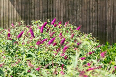 Arbre aux papillons Buddleja 'Miss Ruby' arbuste Buddleja 'Miss Ruby' arbuste