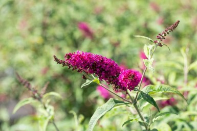 Arbre aux papillons Buddleja 'Miss Ruby' arbuste Buddleja 'Miss Ruby' arbuste