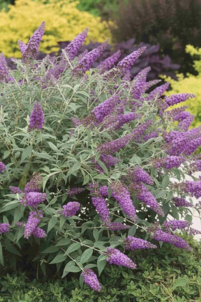 Arbre aux papillons Buddleja 'Purple Chip' arbuste Buddleja 'Purple Chip' arbuste