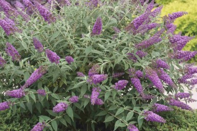 Buddleja 'Purple Chip' arbuste
