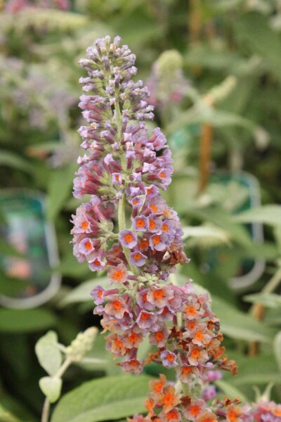 Buddleja weyeriana 'Flower Power'