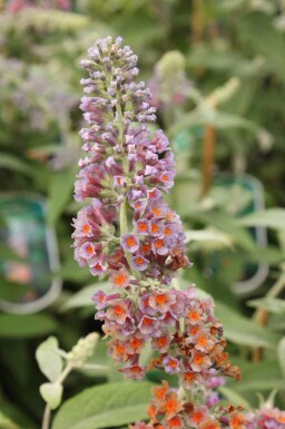 Buddleja weyeriana 'Flower Power'