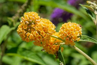 Buddleja weyeriana 'Sungold'