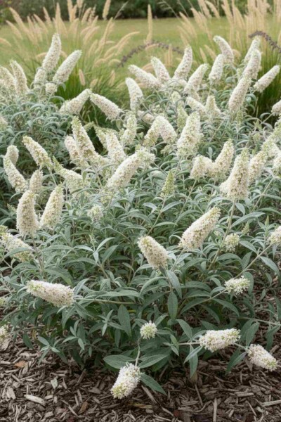 Buddleja 'White Ball' arbuste