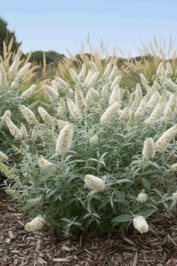 Buddleja 'White Ball' arbuste
