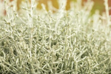 Calocephalus brownii