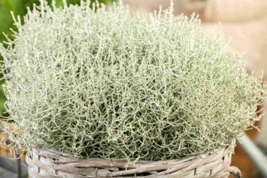 Calocephalus brownii