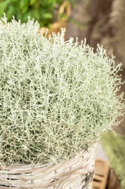 Calocephalus brownii