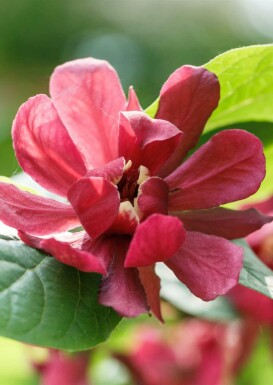 Calycanthe Calycanthus 'Aphrodite' arbuste Calycanthus 'Aphrodite' arbuste
