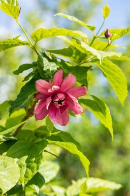 Calycanthe Calycanthus floridus arbuste Calycanthus floridus arbuste