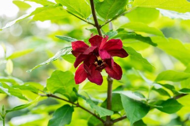 Calycanthe Calycanthus floridus arbuste Calycanthus floridus arbuste