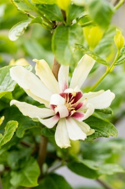 Calycanthe Calycanthus 'Venus' arbuste Calycanthus 'Venus' arbuste
