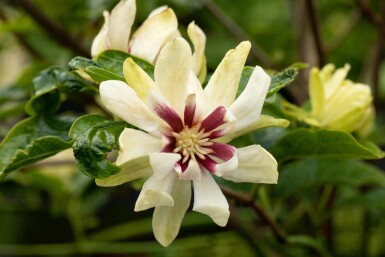 Calycanthe Calycanthus 'Venus' arbuste Calycanthus 'Venus' arbuste