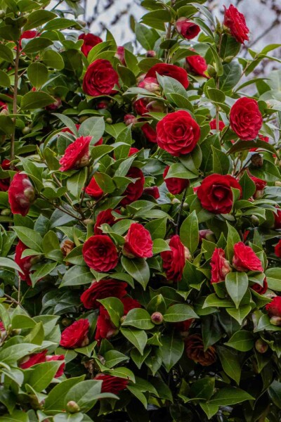 Camélia du japon Camellia japonica 'Black Lace' arbuste Camellia japonica 'Black Lace' arbuste