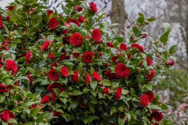 Camélia du japon Camellia japonica 'Black Lace' arbuste Camellia japonica 'Black Lace' arbuste