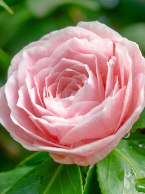 Camélia Camellia japonica 'Bonomiana' arbuste Camellia japonica 'Bonomiana' arbuste