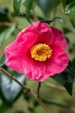 Camélia du japon Camellia japonica 'Dr King' arbuste Camellia japonica 'Dr King' arbuste