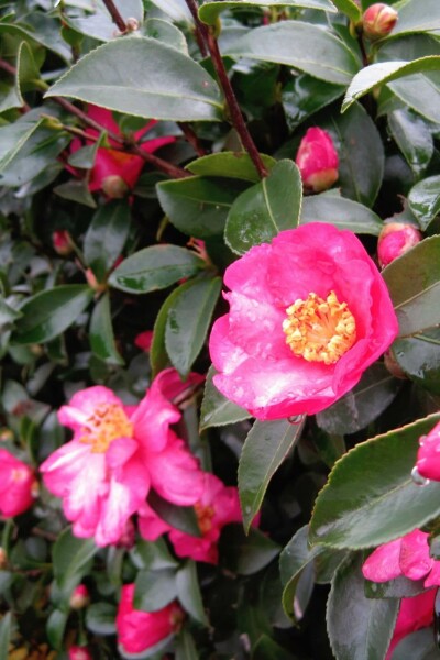 Camellia sasanqua