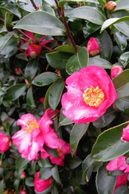 Camélia du japon Camellia sasanqua arbuste Camellia sasanqua arbuste