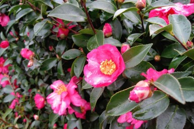 Camélia du japon Camellia sasanqua arbuste Camellia sasanqua arbuste