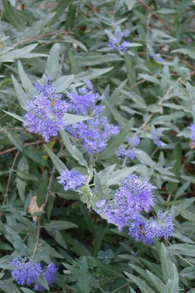 Barbe bleue Caryopteris clandonensis arbuste Caryopteris clandonensis arbuste