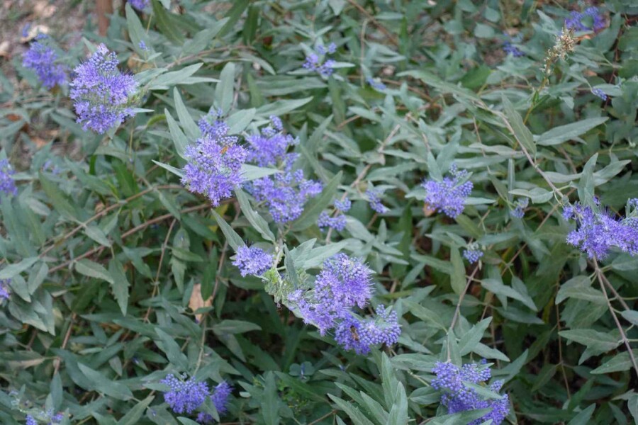 Barbe bleue Caryopteris clandonensis arbuste Caryopteris clandonensis arbuste