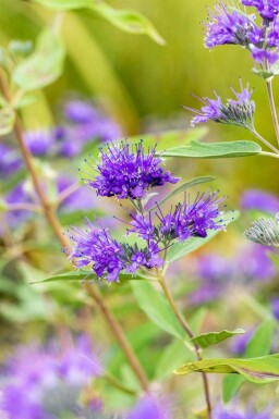 Caryopteris clandonensis 'Heavenly Blue'