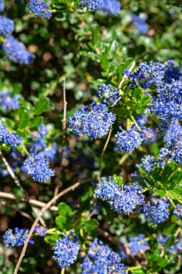 Ceanothus 'Blue Sapphire'