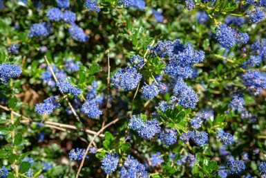 Ceanothus 'Blue Sapphire'