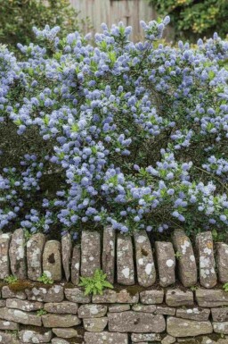 Lilas de californie Ceanothus burkwoodii arbuste Ceanothus burkwoodii arbuste