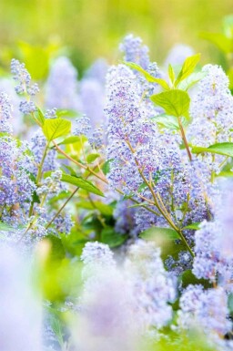 Céanothe Ceanothus 'Gloire de Versailles' arbuste Ceanothus 'Gloire de Versailles' arbuste