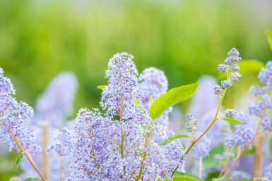 Céanothe Ceanothus 'Gloire de Versailles' arbuste Ceanothus 'Gloire de Versailles' arbuste