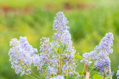 Céanothe Ceanothus 'Gloire de Versailles' arbuste 30-40 C2,5 Ceanothus 'Gloire de Versailles' arbuste 30-40 cm