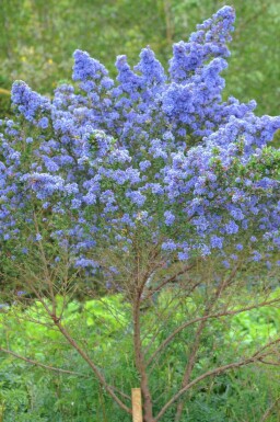 Céanothe Ceanothus 'Puget Blue' arbuste Ceanothus 'Puget Blue'