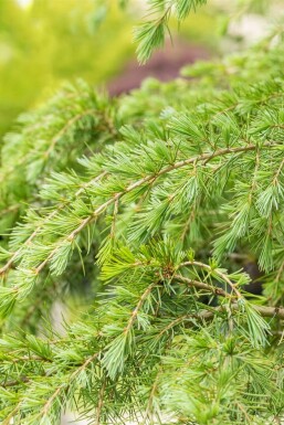 Cèdre déodar Cedrus deodara arbuste Cedrus deodara arbuste