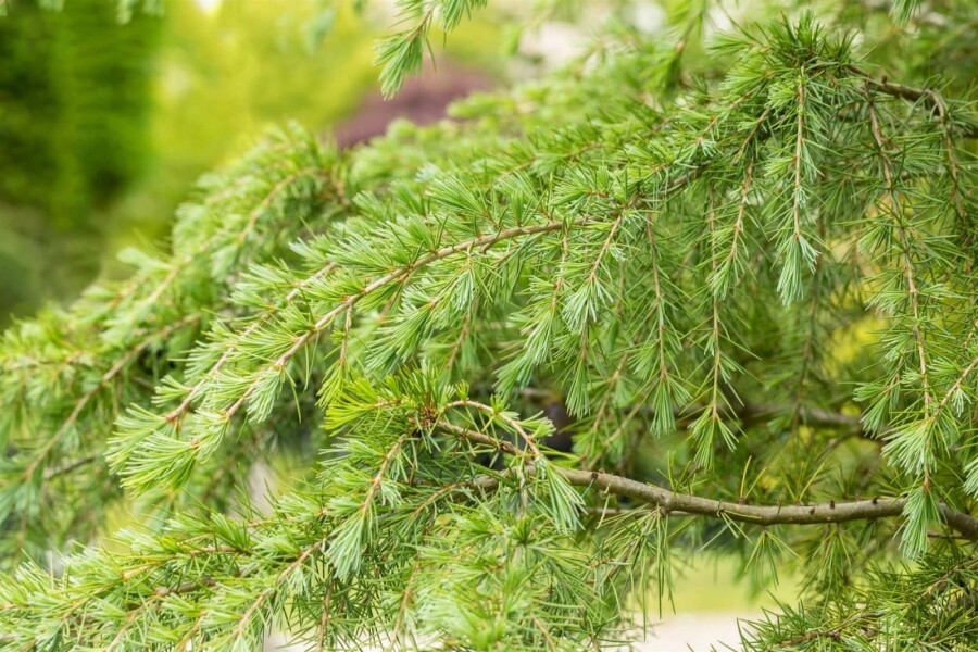 Cèdre déodar Cedrus deodara arbuste Cedrus deodara arbuste
