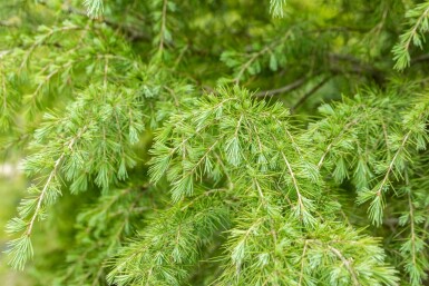Cèdre déodar Cedrus deodara arbuste Cedrus deodara arbuste