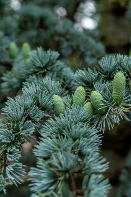 Cèdre du liban Cedrus libani 'Glauca' arbuste Cedrus libani 'Glauca' arbuste