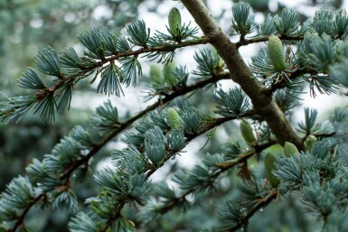 Cèdre du liban Cedrus libani 'Glauca' arbuste Cedrus libani 'Glauca' arbuste