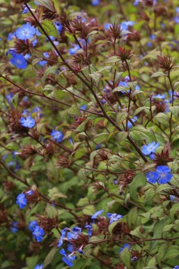 Ceratostigma willmottianum